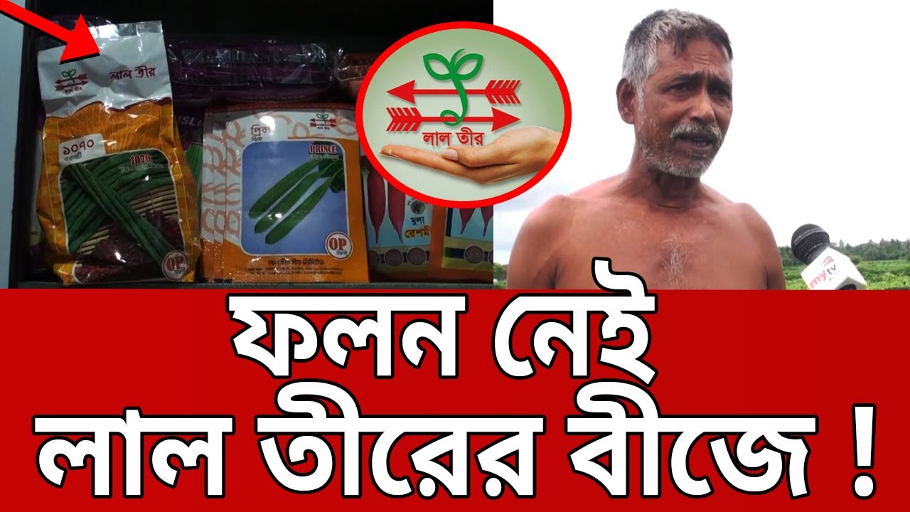 ফলন নেই লাল তীরের বীজে, কৃষকের মাথায় হাত ! | Bangla News | Mytv News