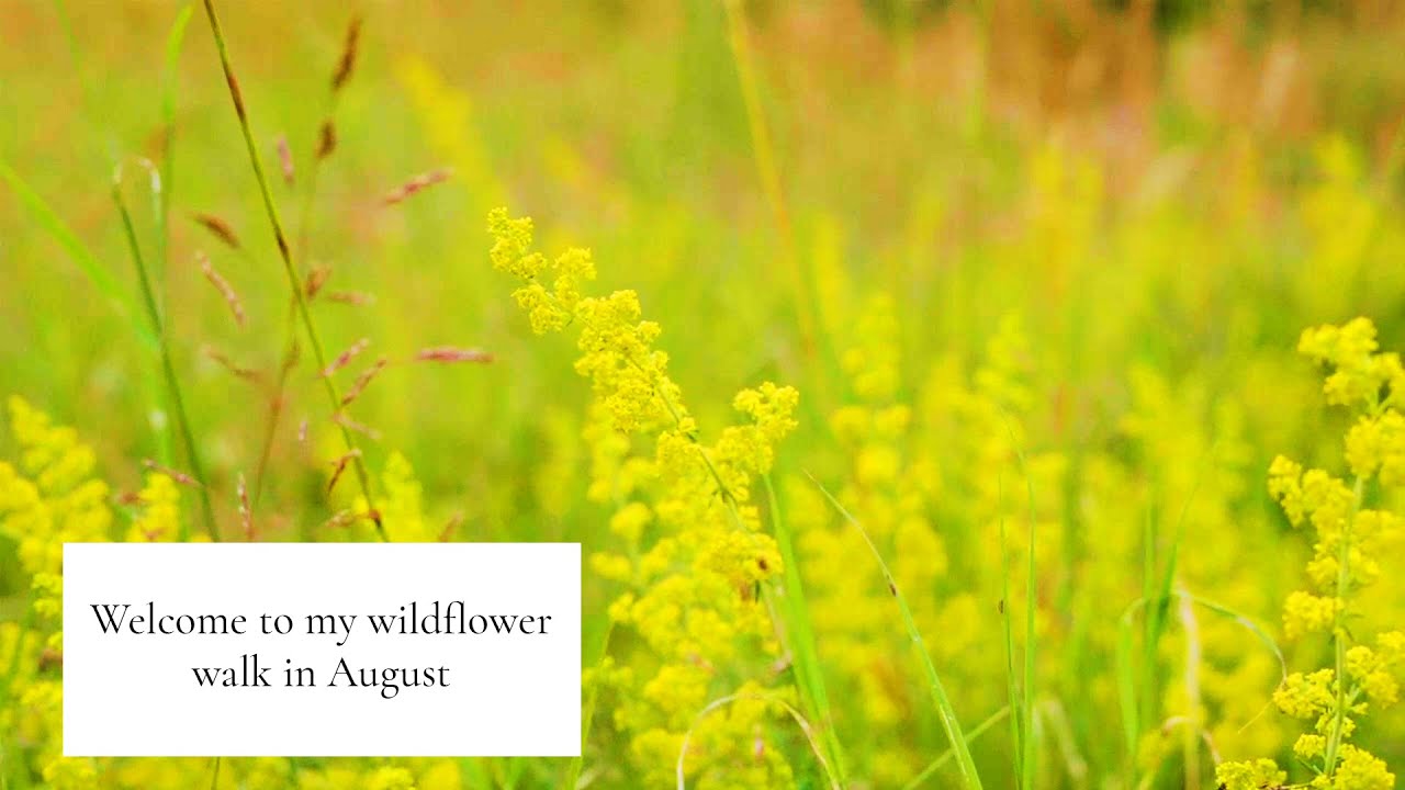 Wildflower Walk in August (England)