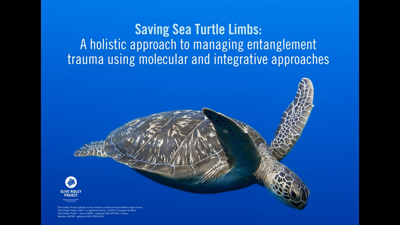 World Veterinary Day Webinar 2026: Saving sea turtle limbs