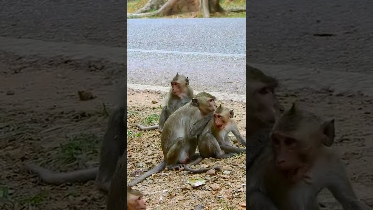 #TEAM #FAMILY #AMBER #GROUP #MONKEY #AT #BAYON #TEMPLE #Siem_Reap #2022
