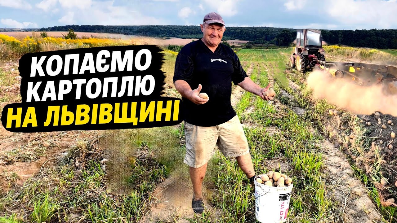 Чи вродила картопля!? Пробуємо копати🥔