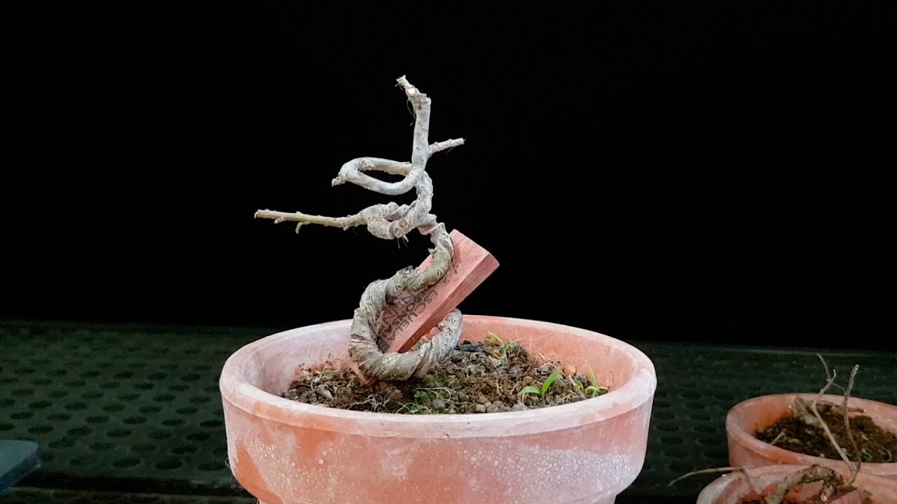 Mini olmos que serán grandes piezas en bonsai