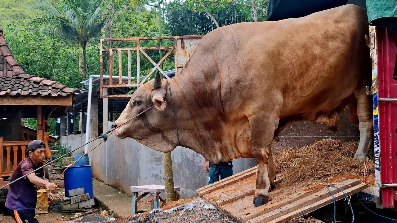 SAPI RAKSASA BARU BIP FARM TURUN DARI TRUK ‼️🔥🔥🔥