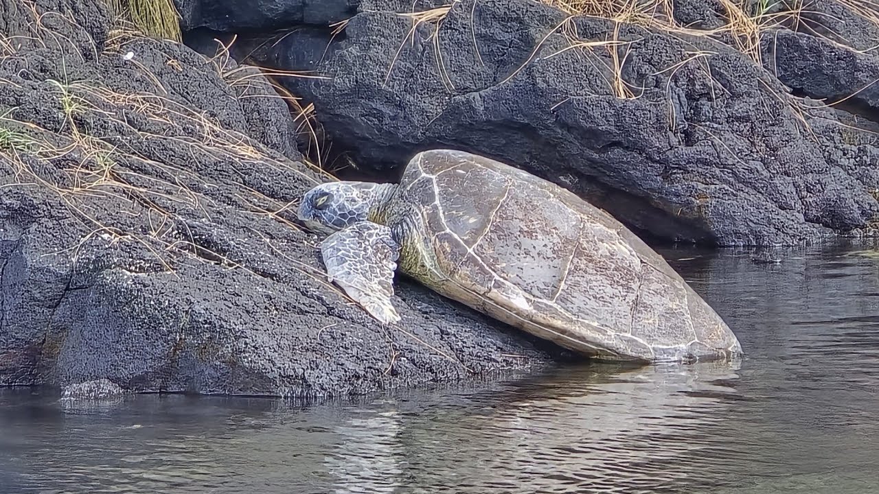 Exploring Hawaii's Beaches, Turtles, and Waterfalls 🌴🐢🌴