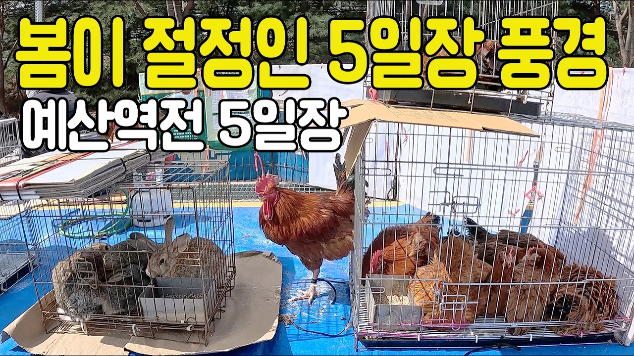 예산역전 오일장, 봄이 완연한 5일장에서 힐링하기!