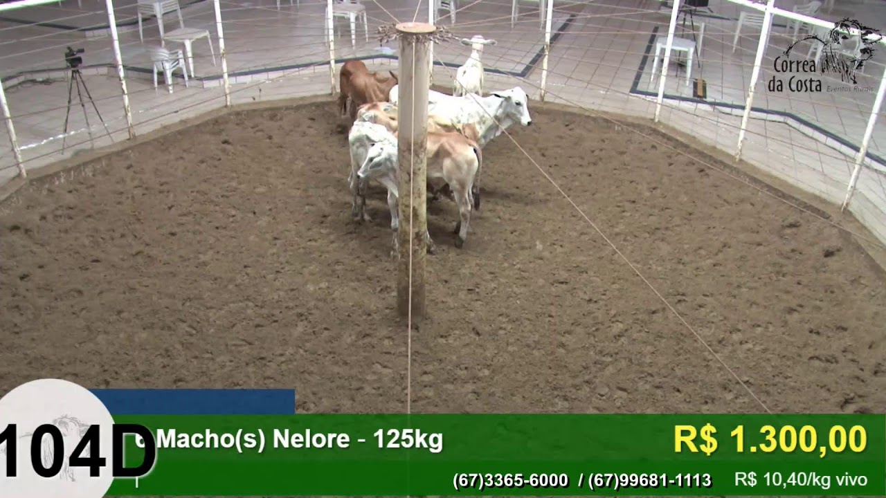 4738º LEILÃO CABECEIRA MACHOS CORREA DA COSTA