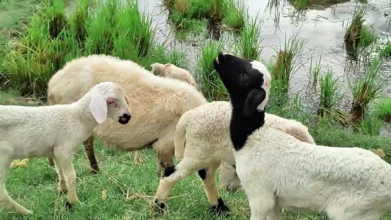 CACA MARICA PIEŚŃ MOJEJ KOZY