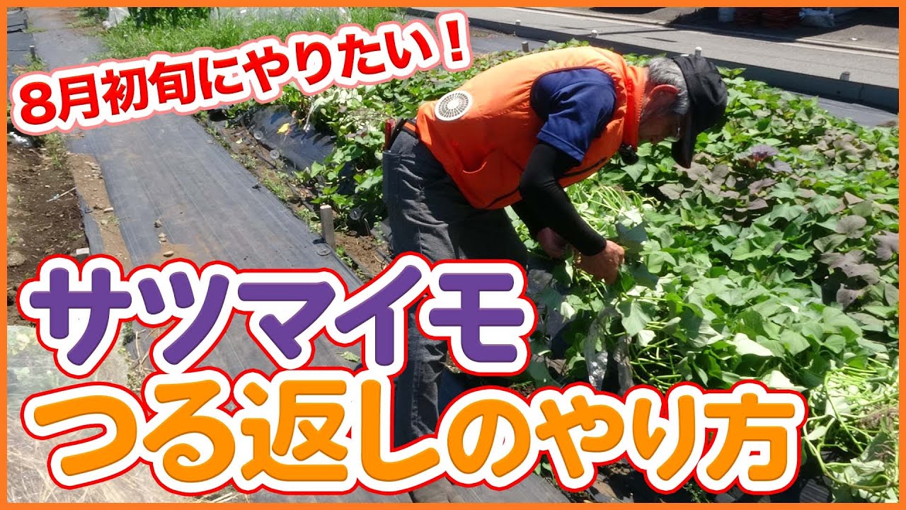 家庭菜園や農園のサツマイモ栽培で8月にやりたいツル返しとサツマイモの育て方を徹底解説！【農園ライフ】/Tips for returning sweet potatoes.