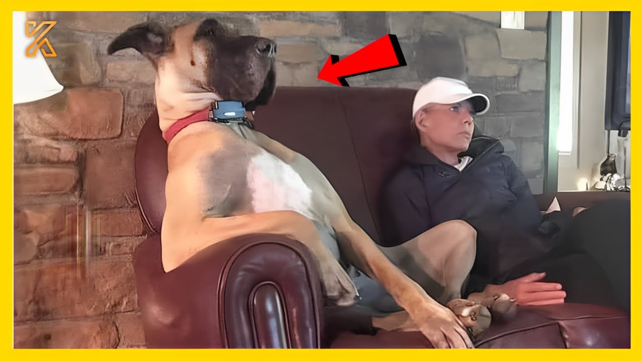 🐕When Your Dog Is More Fun Than Usual😂