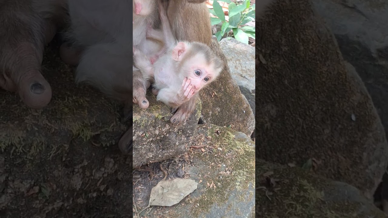 Angkor Monkey Family, #1643. #shorts