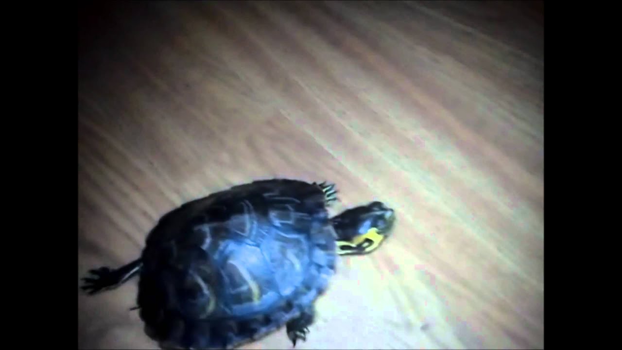 Trachemys scripta scripta.. Closer look!