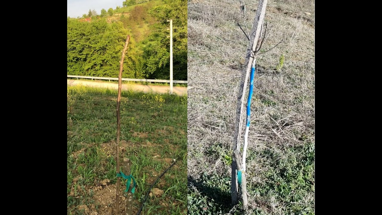 YÜKSEK TEPE BUDAMA SONUCU (DENEY SONUCU)