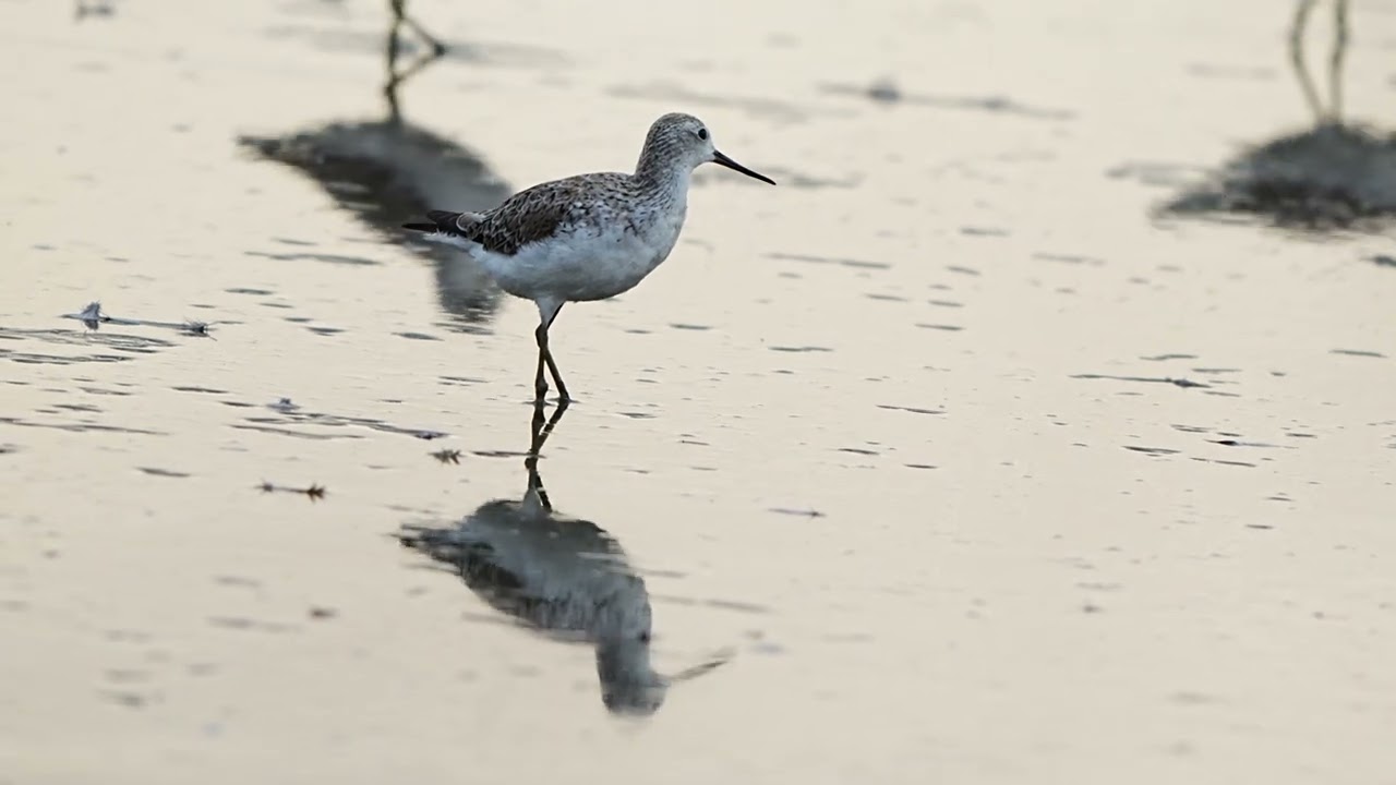 Eurasian whimbrel