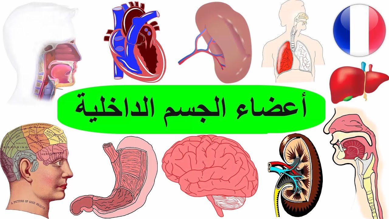 الاعضاء الداخلية في جسم الانسان بالفرنسية | تعلم اللغة الفرنسية للاطفال
