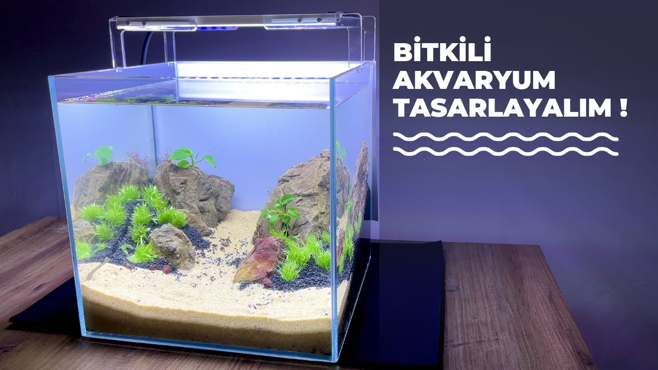 Bitkili Akvaryum Kurulumu, Basit Aquascape Tasarım, Bitkili Akvaryum Tasarım Fikirleri
