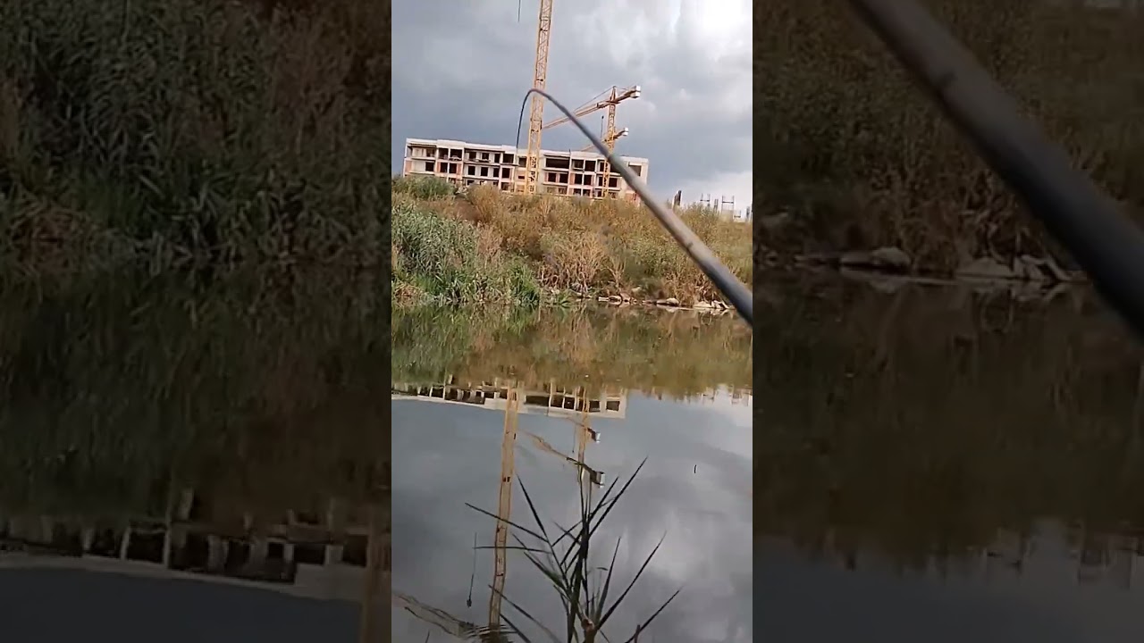 Pescuit la CARAS pe o BALTĂ sălbatică de l&acirc;ngă București.#fish #fishing