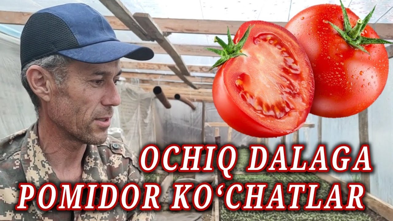 Ochiq dala uchun koʻchatlar tayyorlash. Dehqon Bahtiyor akadan maslahatlar.
