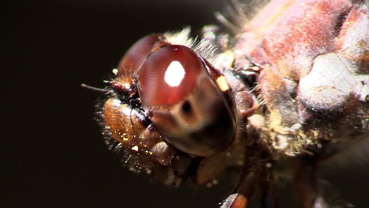 Dragonfly, Jagged Ambush Bug, Caterpillars, Spined Assassin Bug, & Others