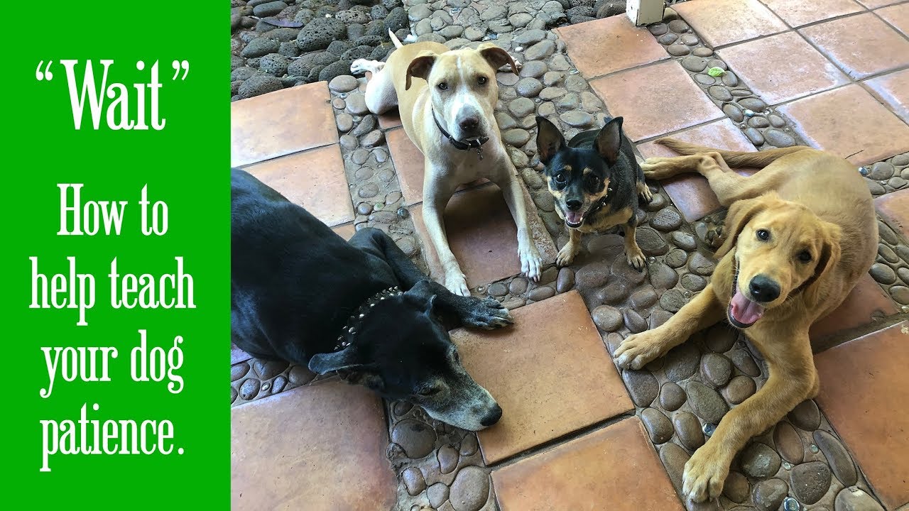 Wait Command:  Teach your dog patience...Training with Such Good Dogs.