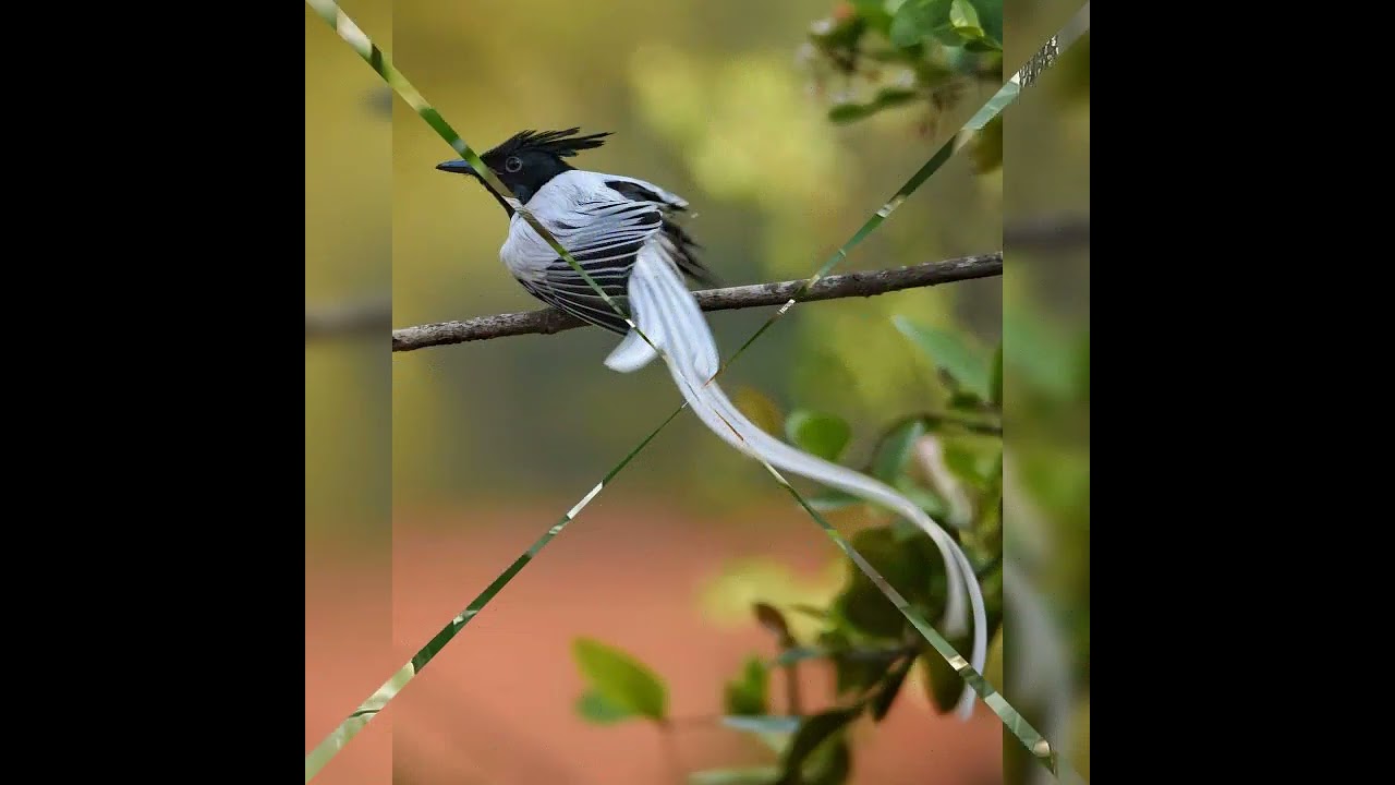 Indian paradise flycatcher call