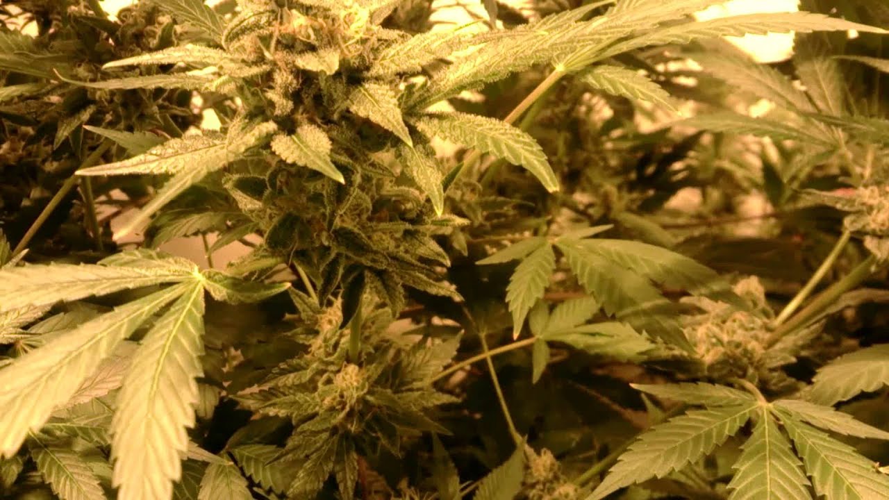 Veks Multi-Strain Garden E4!