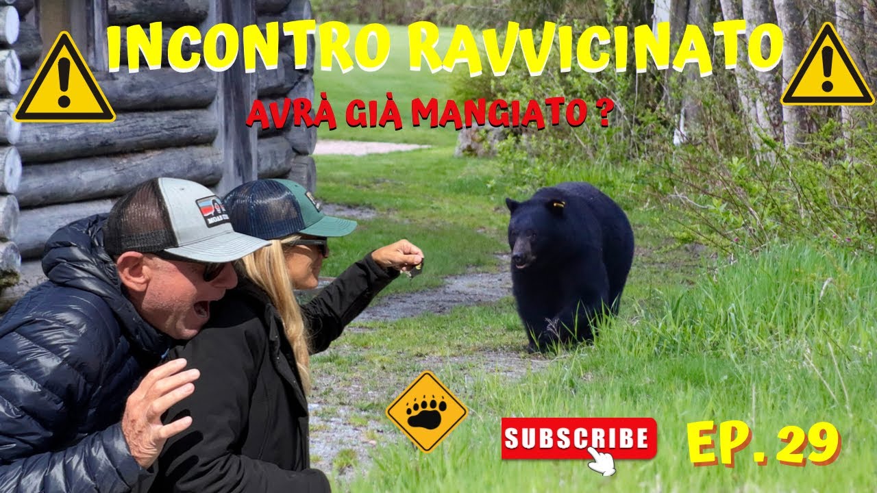 😱PANICO A WHISTLER ! 🇨🇦 INCONTRO RAVVICINATO CON UN ORSO BRUNO GIGANTE 🐻