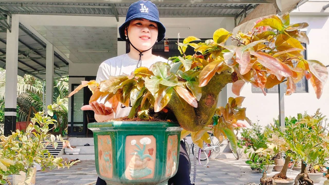 14/3/2026 siêu phẩm cam thiên lộc nhị ngọc toàn cúc Quyền bảo trang  dáng bay đế đẹp☎0939099607 hằng