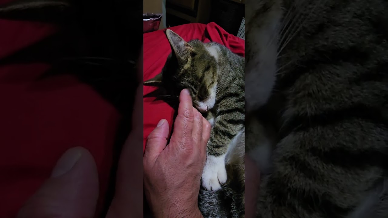 Обожаю эту кошечку 😺
