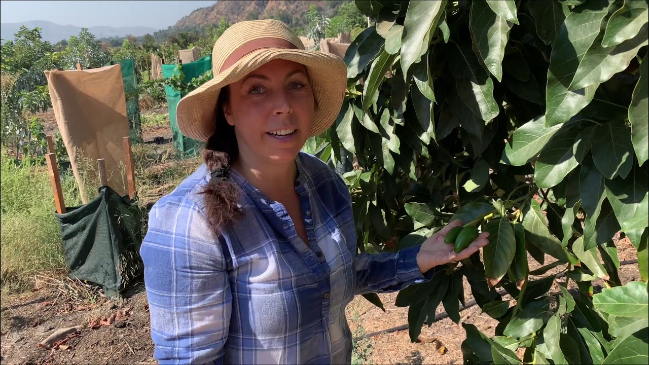 Avocado Tree Suckers: How to Care for Your Avocado Trees to Produce More Fruit! | Chef Mollie