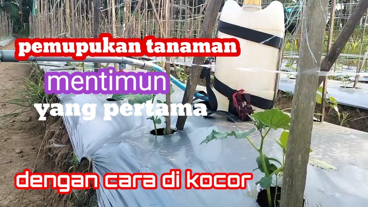 PEMUPUKAN TIMUN YANG PERTAMA KALI DENGAN CARA DI KOCOR