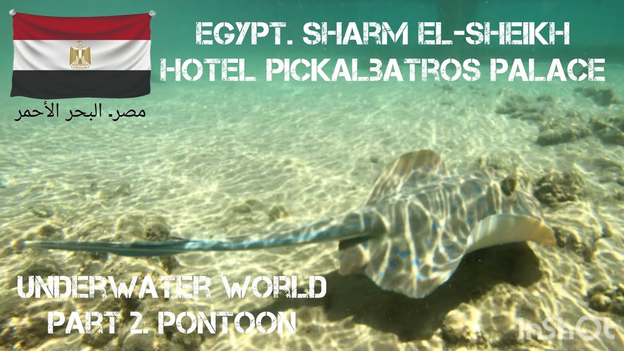 UNDERWATER WORLD. EGYPT. PICKALBATROS PALACE. PART 2. PANTOON. JULY 2023