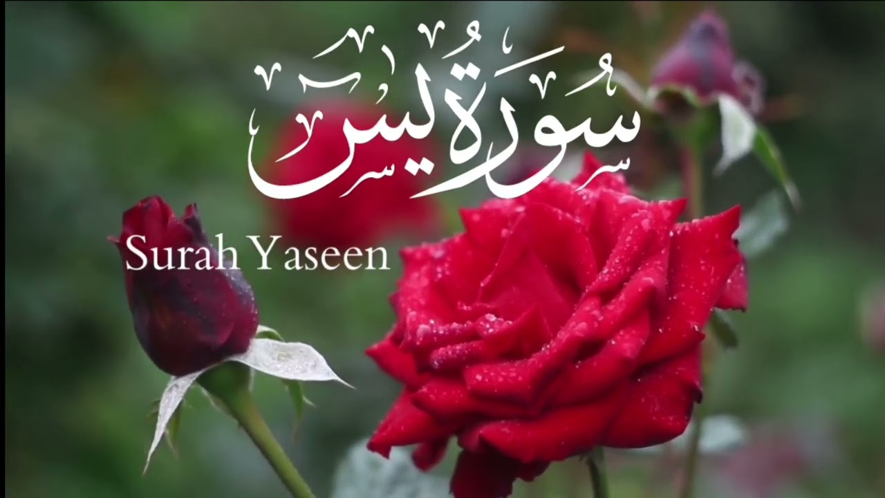 Surah Yaseen | Yasin | 036surah | يٰسٓ&lrm; | Heart of the Quran