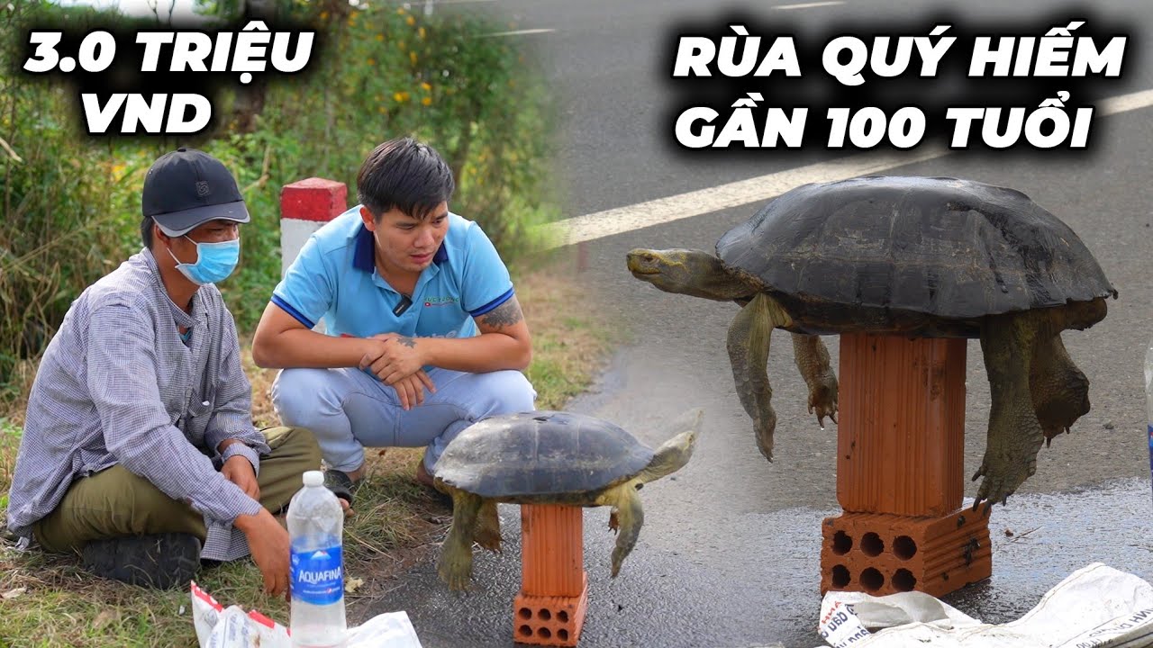 Trọng Dùng Số Tiền Lớn Giải Cứu Cụ Rùa Gần 100 Tuổi Quý Hiếm