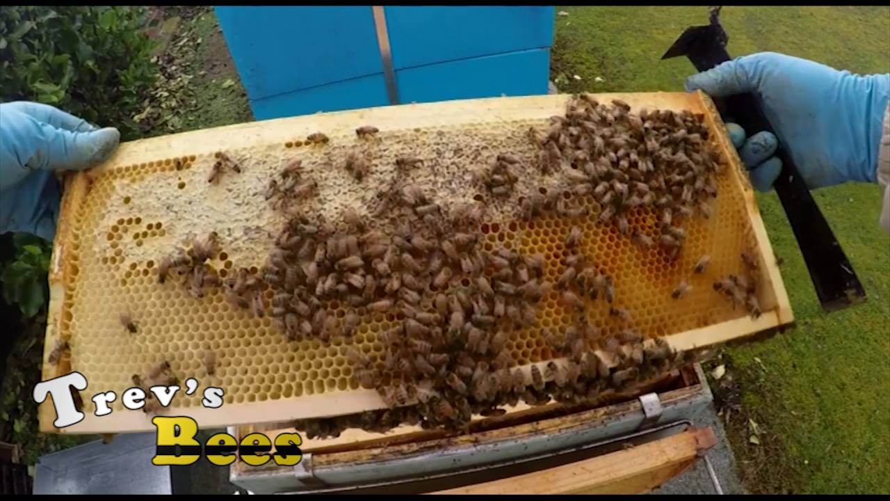 Trevs Bees - GoPro, Spring check, Mite Away Quick Strips and Pollen Patties