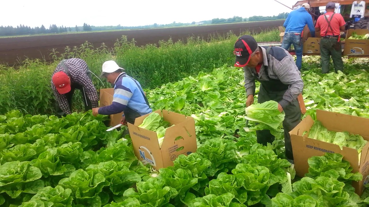 Corte de lechuga e corazón en Quebec Canadá (Notaro farmes)