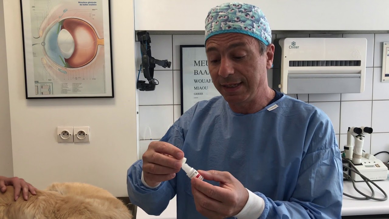 COMMENT INSTILLER UN COLLYRE DANS L'OEIL DE MON CHIEN