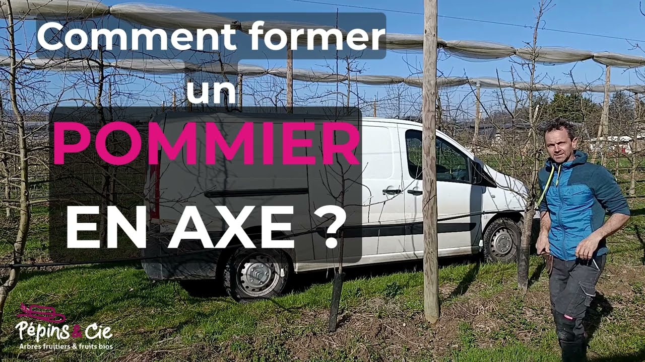 Comment former un pommier en axe, taille de formation.