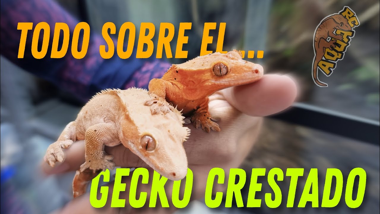 GECKO CRESTADO Todo lo que tienes que saber!! Criadero Tuatara Reptar | AQUA RC