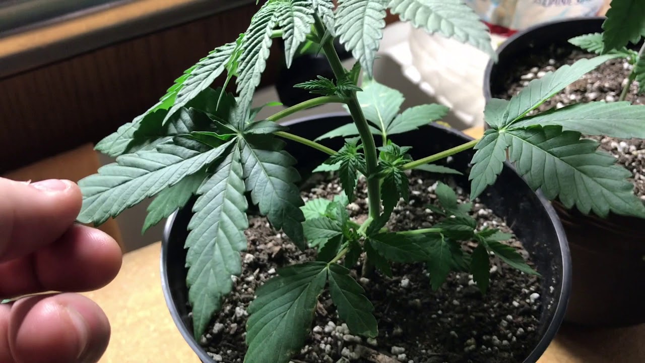 Topping, cropping and tying down your cannabis plants