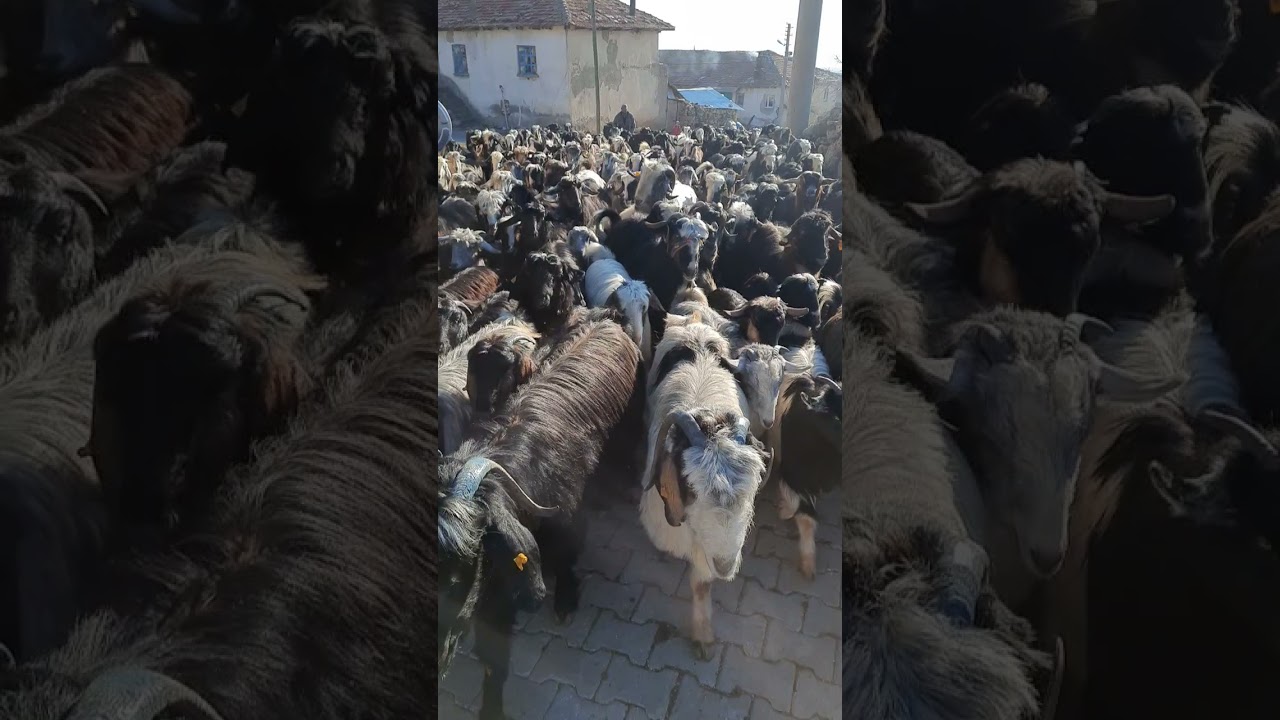 Tokmacıktan Keçiler ve cobanları...