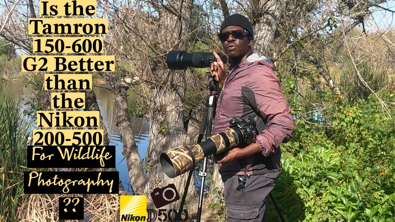 Is Tamron150-600 G2 a BETTER Bird & Wildlife lens than the Nikon 200-500??? *Still/Video Comparison*
