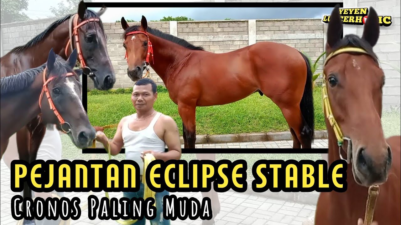 Update Beberapa Pejantan Eclipse Stable | "CAKEP-CAKEP BENER KUDANYA"