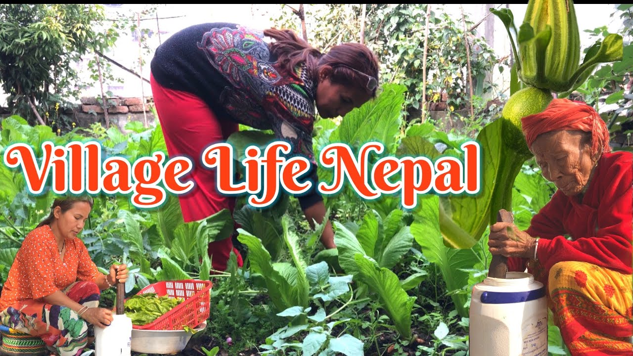 आफ्नै बारीमा ताजा साग टिप्दै | Village Life Vlog 🌿|| Morangkixori135