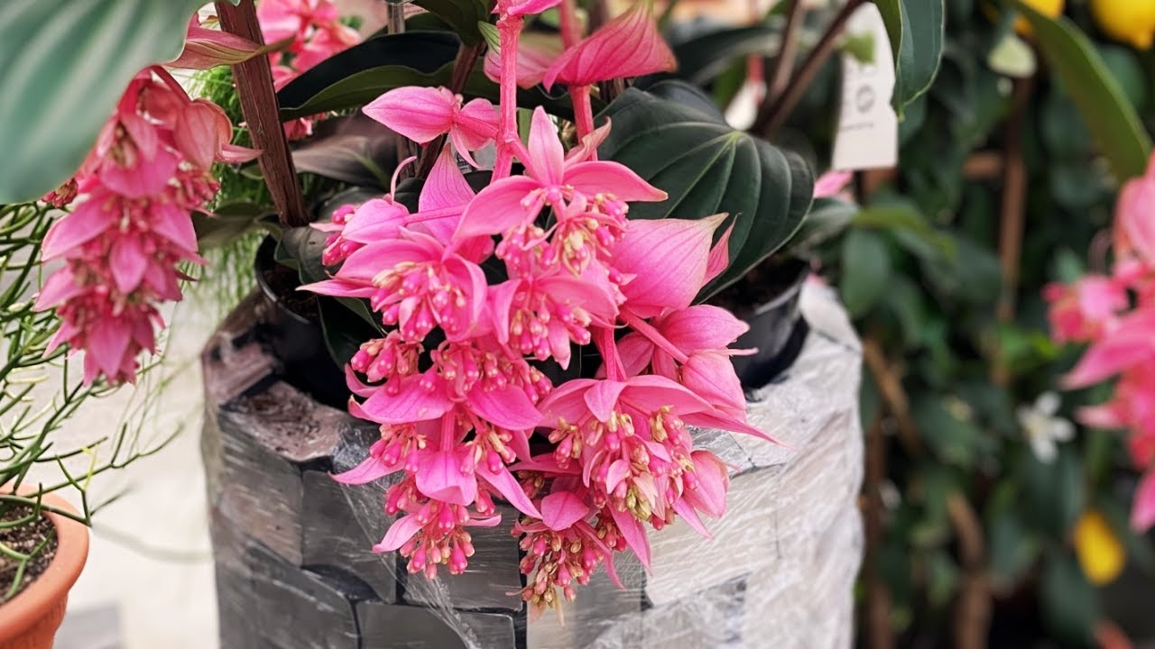 Medinilla Magnifica Plant Care - How to Grow Exotic Medinilla Plants? | Plant Care Tips