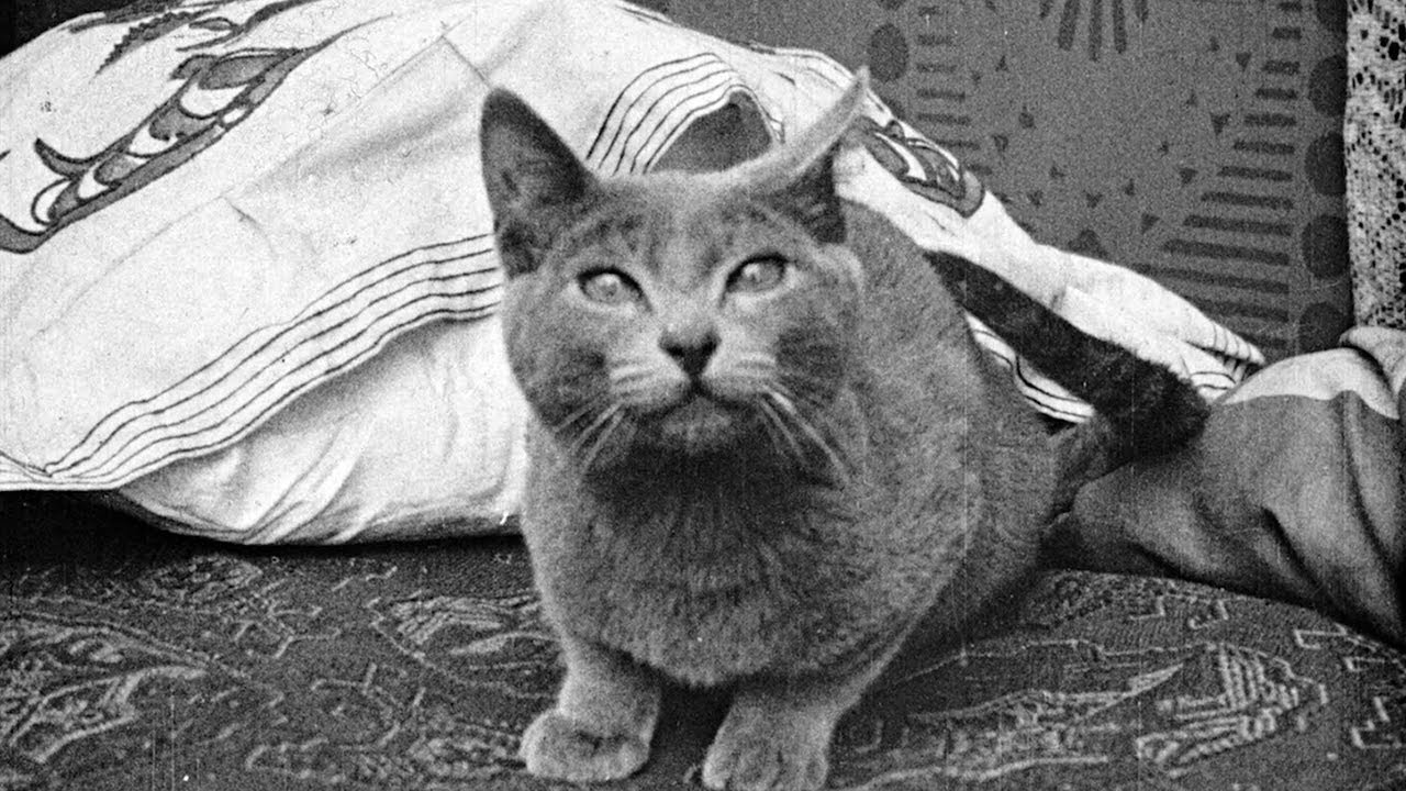 A Little Hero (Short, 1913)