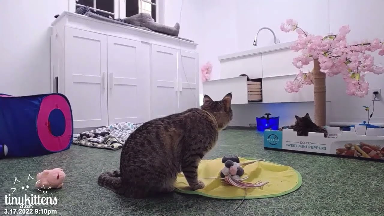 We'll get our own toys   thankyouverymuch
