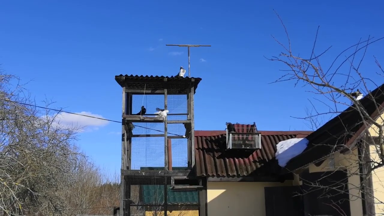 Статные голуби. Весенний сезон открылся