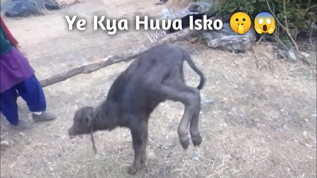 Ye kya ho gya hai isko 😂😆|| Day 28 || #vlogs 