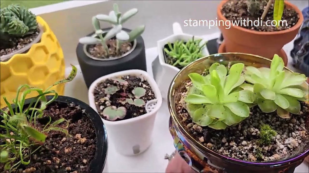 Updated Plant Tour with New Carniverous Plants & More - Di's Shorts