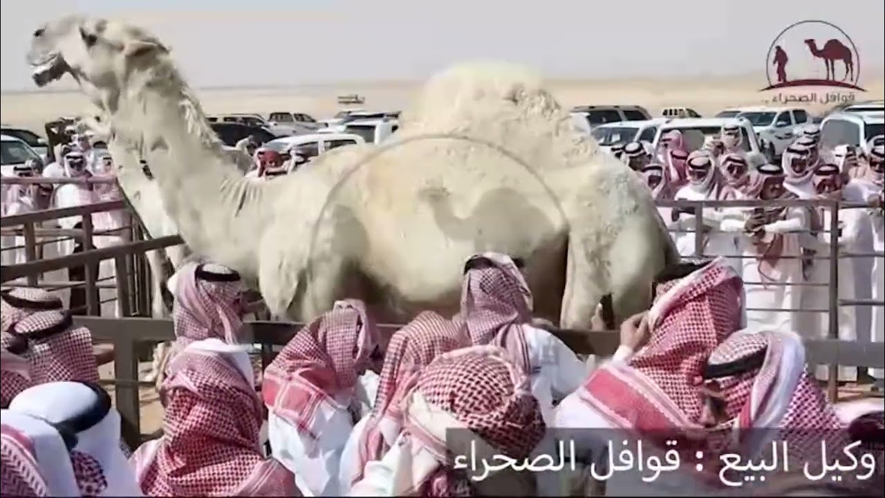 لحظة بيع الفحل صدام